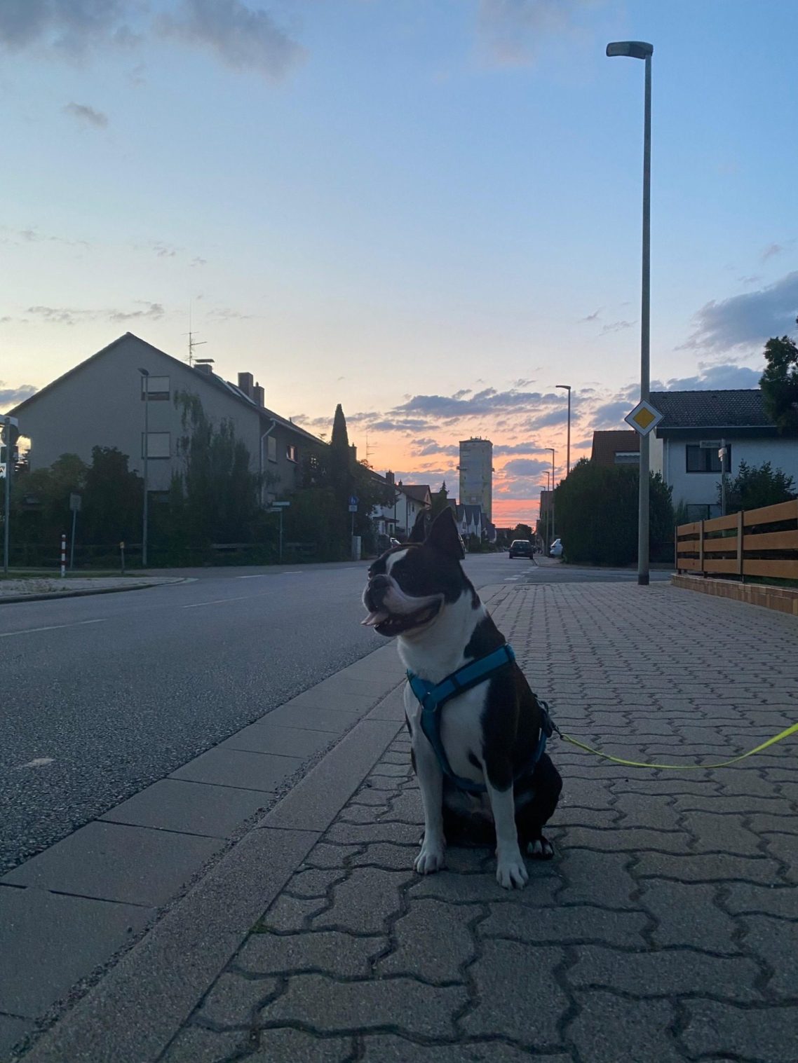 Schwarzer und weißer Hund in Geschirr sitzt an einer Straße bei Sonnenuntergang.